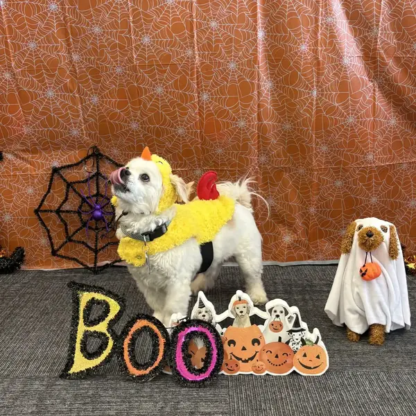 Boarding stay at K9 Rox Club Las Vegas